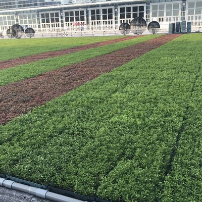 現代 の 緑 の 屋根 の トレイ 花 や 野菜 を 植える ため の 究極 的 な 解決策