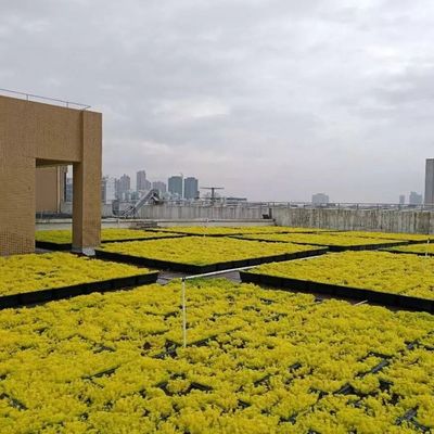 現代 の 緑 の 屋根 の トレイ 花 や 野菜 を 植える ため の 究極 的 な 解決策