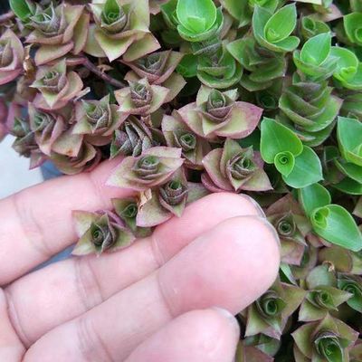 Hdpe素材とコーティングなしの仕上げで四角形のプラスチックガーデン花盆植え付け器
