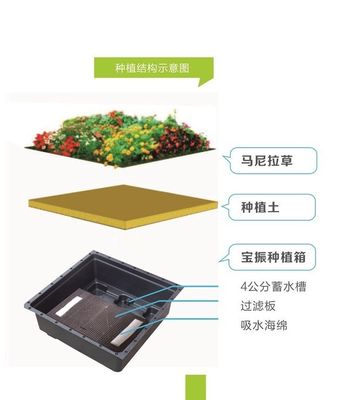 プラスチックの大きな庭園プランターと緑の植物のための四角形のセダム緑の屋根のトレイ