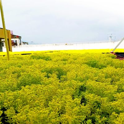 持続可能な植林ソリューションのためのプラスチックスクエアアセンブリグリーン屋根トレイシステム